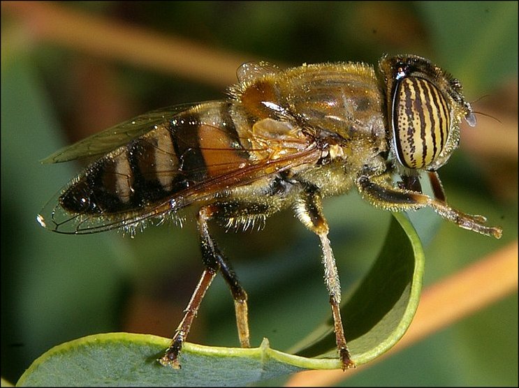 Eristalinus taeniops 3