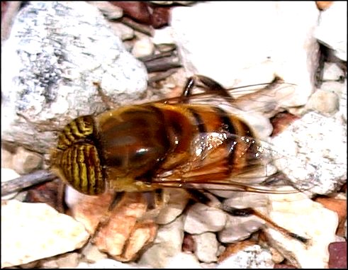 Eristalinus taeniops 4