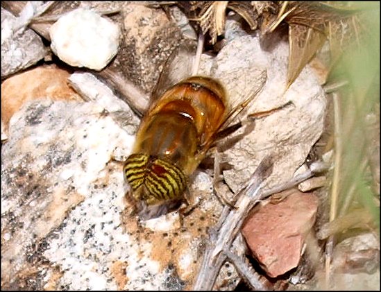 Eristalinus taeniops 5