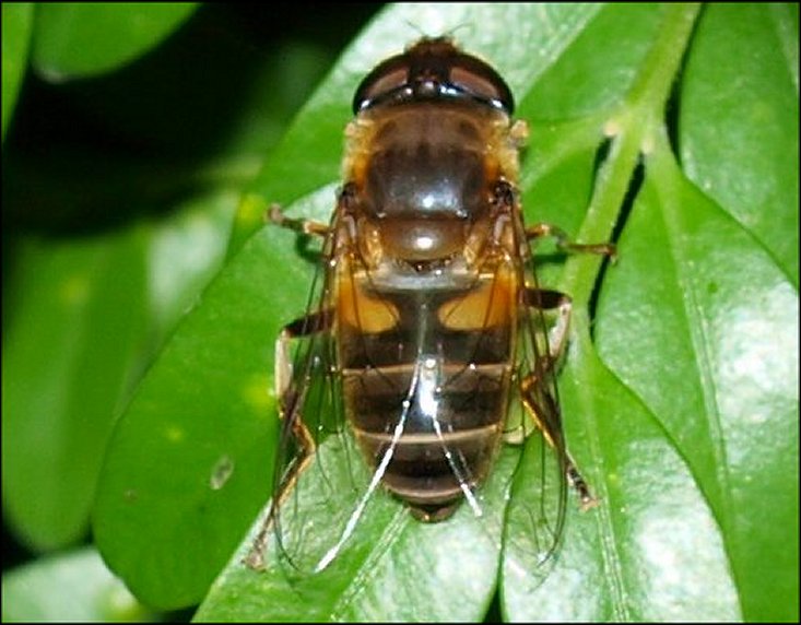 Eristalis pertinax 1