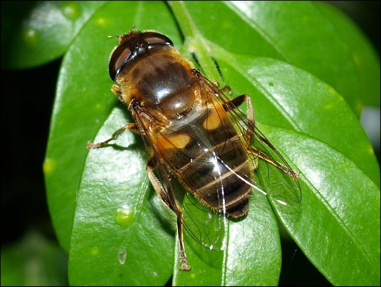 Eristalis pertinax 2