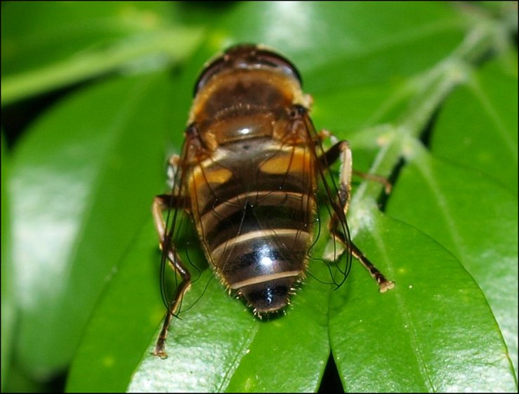 Eristalis pertinax 3