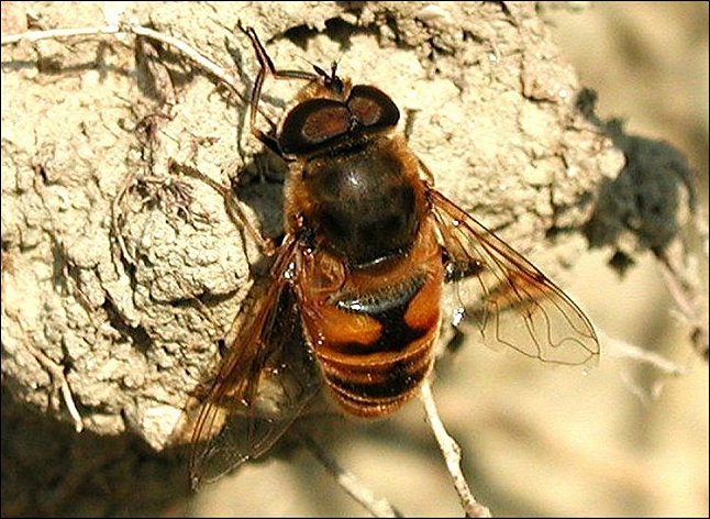 Eristalis tenax 1
