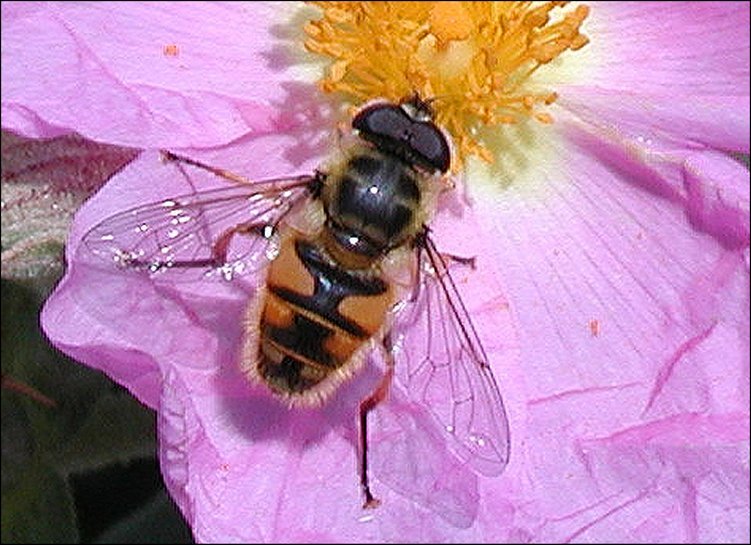 Eristalis tenax 2
