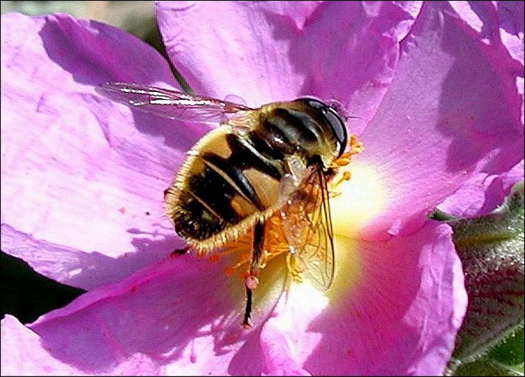Eristalis tenax 3
