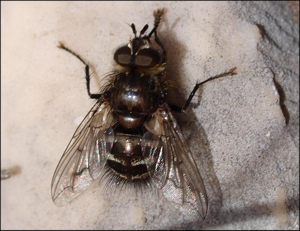 Ernestia rudis 1