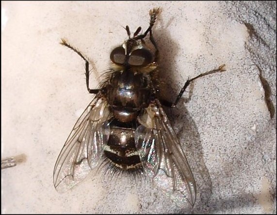 Ernestia rudis 2