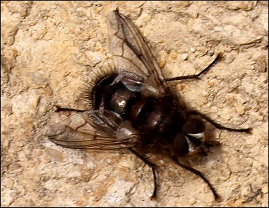 Ernestia rudis 3
