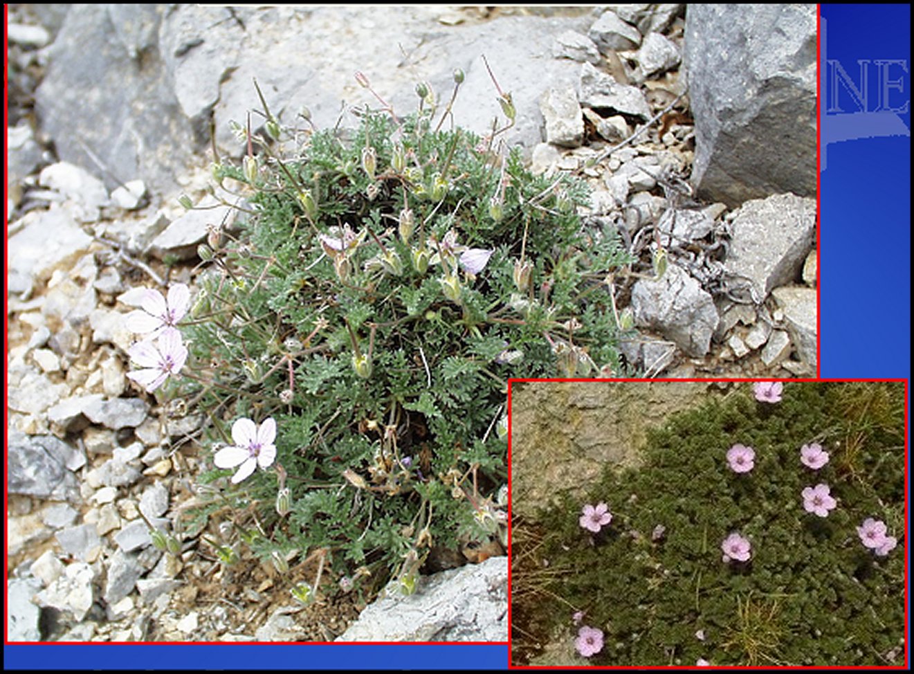 Erodium vue d'ensemble