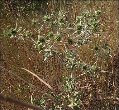 Eryngium campestre 1