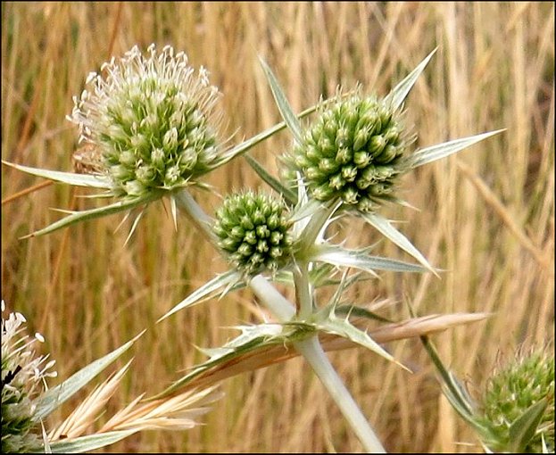 Eryngium campestre 10