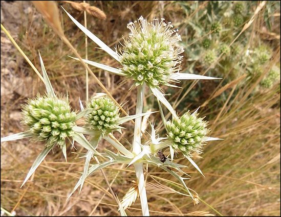 Eryngium campestre 11