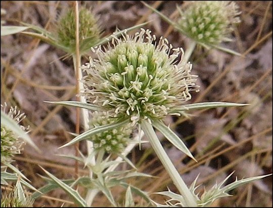 Eryngium campestre 12