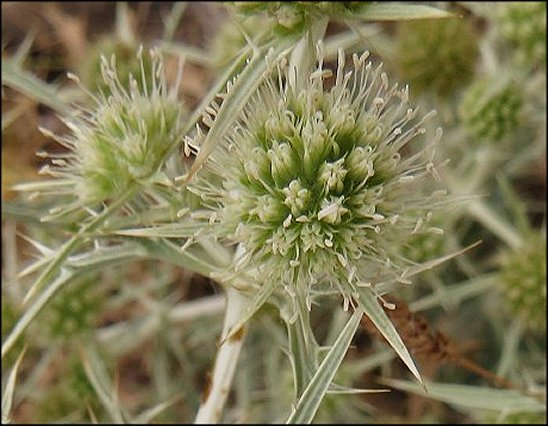 Eryngium campestre 13