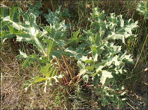 Eryngium campestre 15