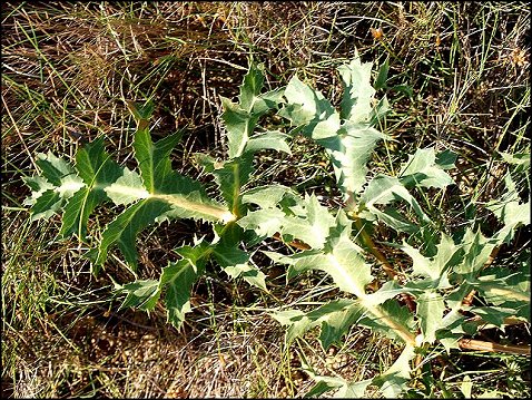 Eryngium campestre 16