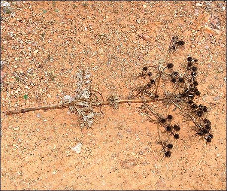 Eryngium campestre 17