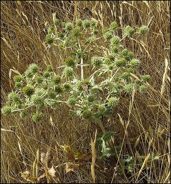 Eryngium campestre 2