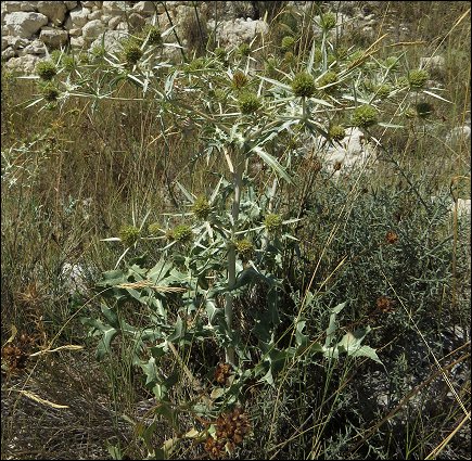 Eryngium campestre 3