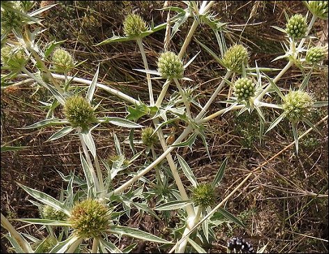 Eryngium campestre 6