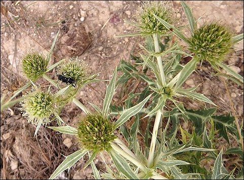 Eryngium campestre 7