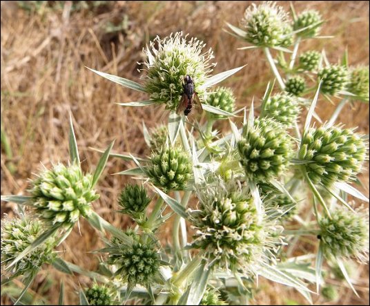 Eryngium campestre 8