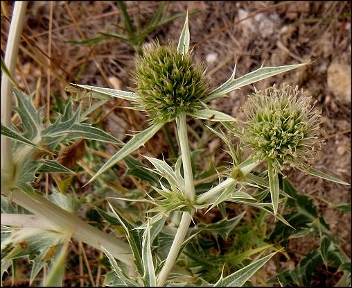Eryngium campestre 9