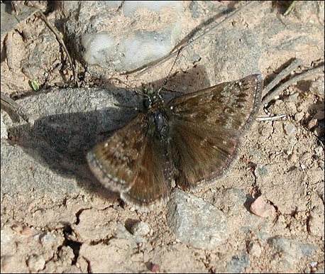 Erynnis tages 1