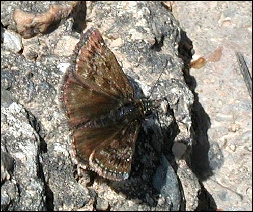 Erynnis tages 2