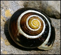 Escargot des jardins
