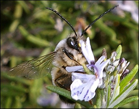 Eucera sp.2
