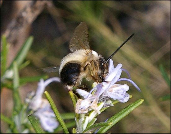Eucera sp.3