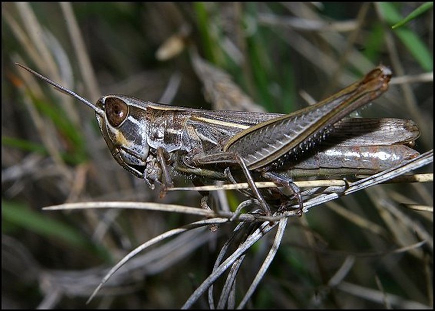 Euchorthippus chop. 1