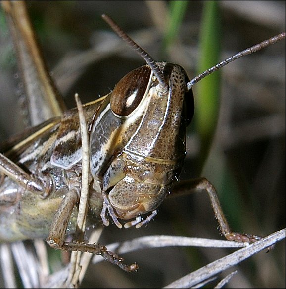 Euchorthippus chop. 2