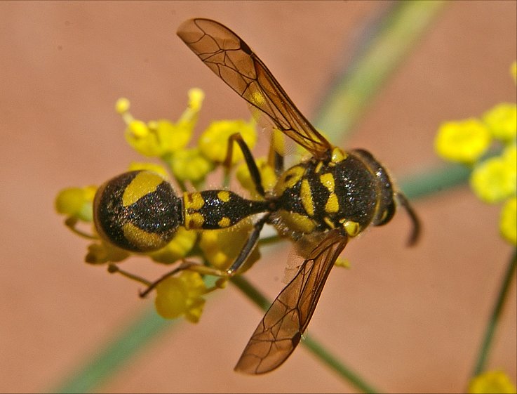 Eumenes coarctatus 1