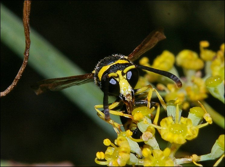 Eumenes coarctatus 3