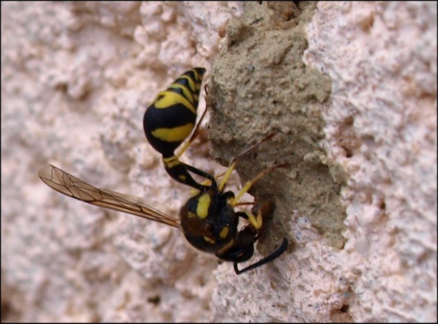 Eumenes pomiformis 1