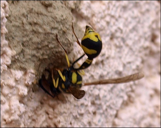 Eumenes pomiformis 2