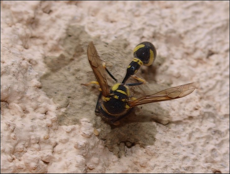 Eumenes pomiformis 3