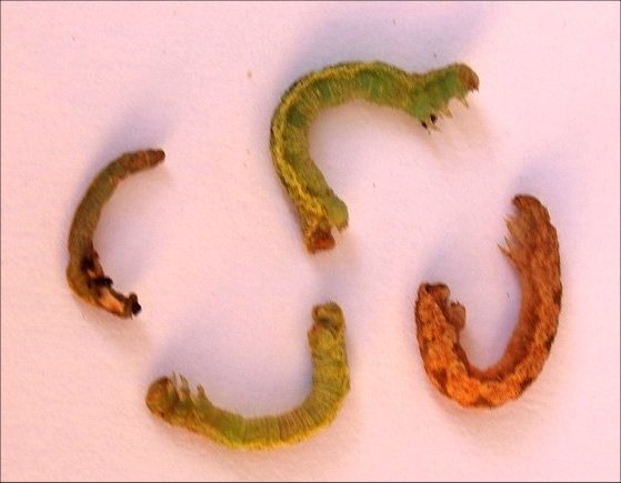 Eumenes pomiformis 5