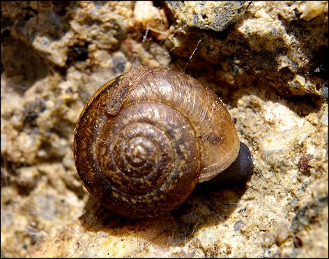 Euomphalia strigella