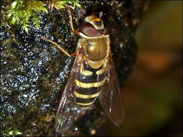 Eupeodes corollae 1