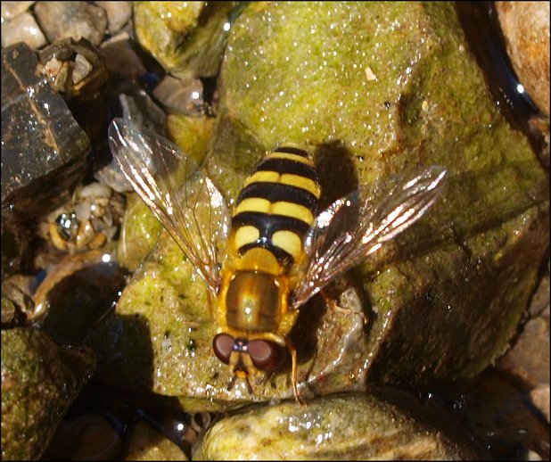 Eupeodes corollae 2