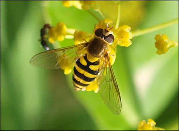 Eupeodes corollae 3
