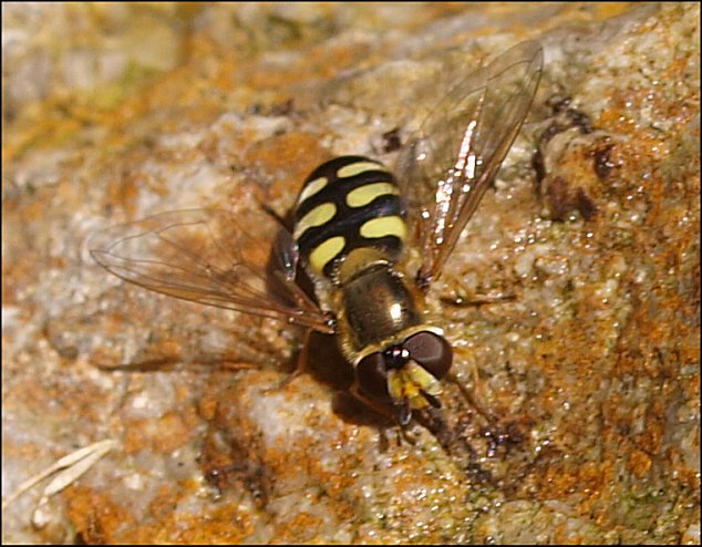 Eupeodes corollae 4