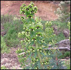 Euphorbe characias