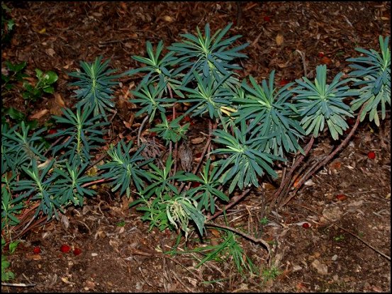 Euphorbia characias 1