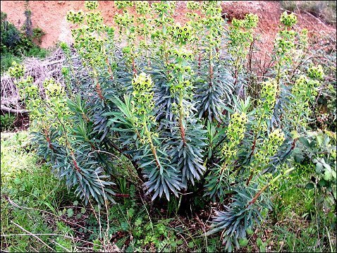 Euiphorbia characias 10