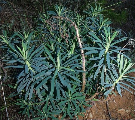 Euphorbia characias 2
