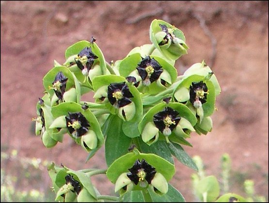 Euphorbia characias 21
